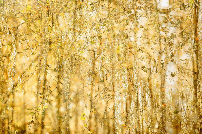 Tapestry 2 archival giclée print by Cathryn Baldock