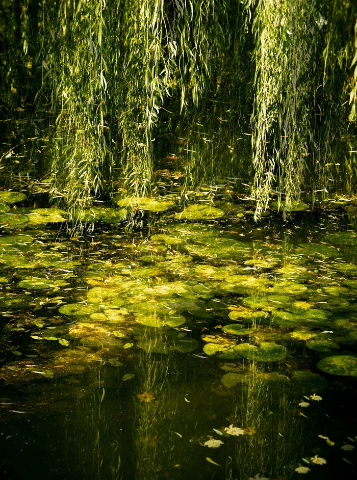 The Willow pool archival giclée print by Cathryn Baldock