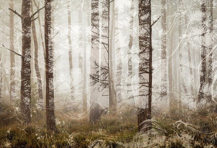 Tree Layers archival giclée print by Cathryn Baldock