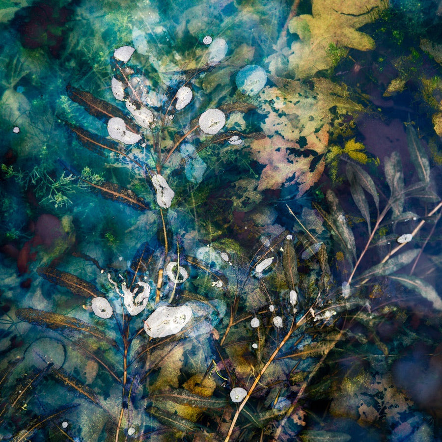 Water plants 2 archival giclée print by Cathryn Baldock