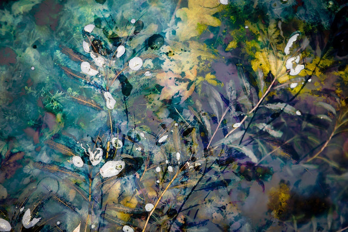 Water plants 3 archival giclée print by Cathryn Baldock