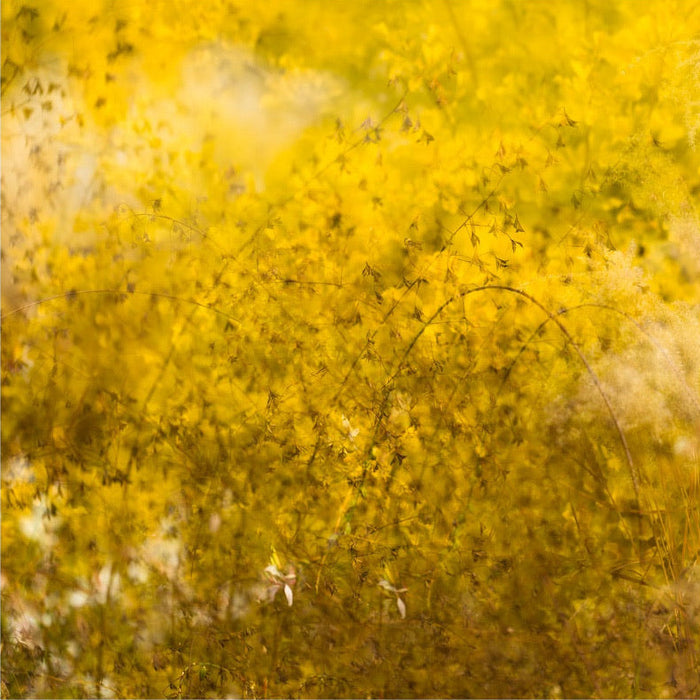 Yellow Centenary garden II archival giclée print by Cathryn Baldock