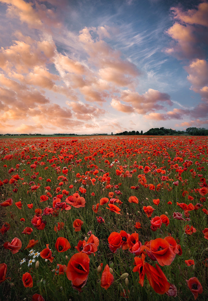 Poppy Field Sunset archival giclée print by Christian Lindsten