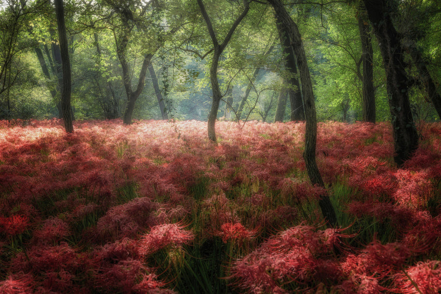 Magical Red Forest archival giclée print by Daiki Suzuki