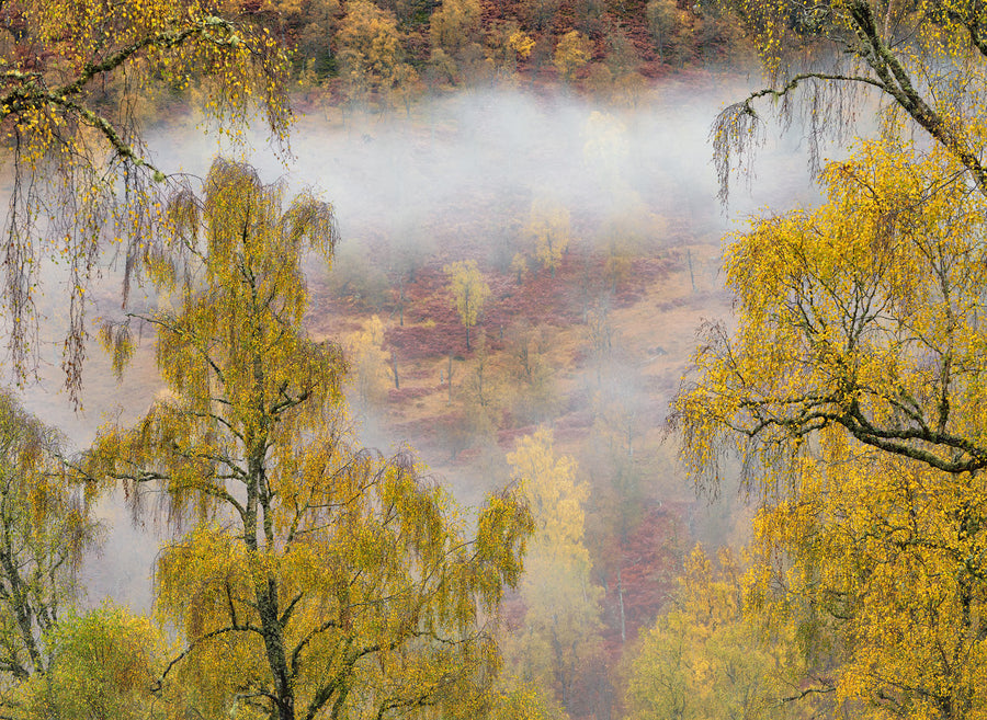 A Mist Rolls In archival giclée print by Ian Cameron