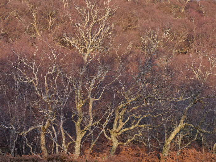 Birch Tapestry Tongue archival giclée print by Ian Cameron