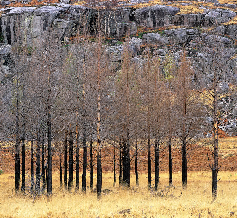 Charred Pines Torridon archival giclée print by Ian Cameron