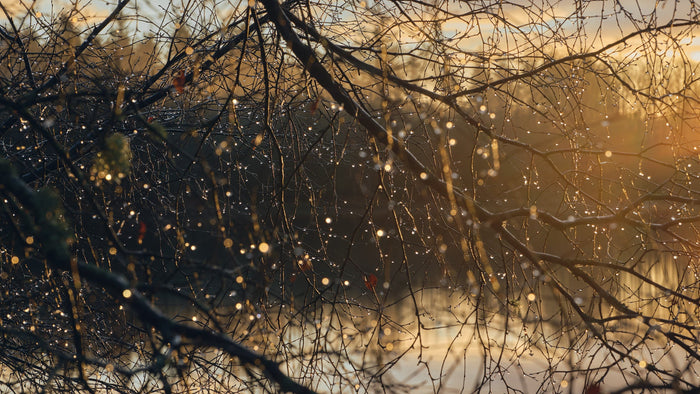 Dewal Drops Rusky archival giclée print by Ian Cameron