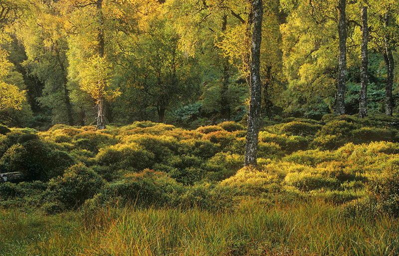 Luscious archival giclée print by Ian Cameron