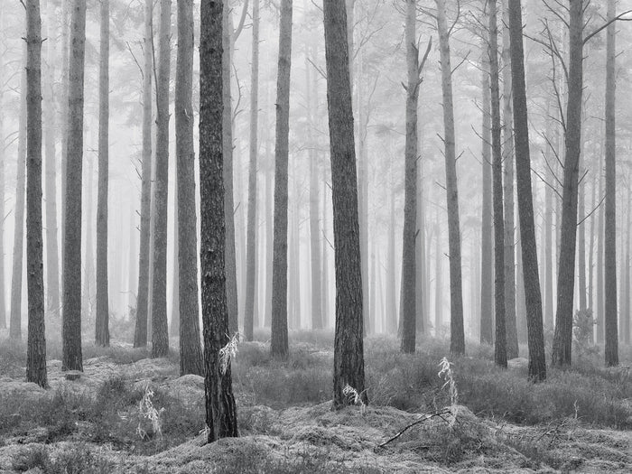 Mistyv Mono Woods archival giclée print by Ian Cameron