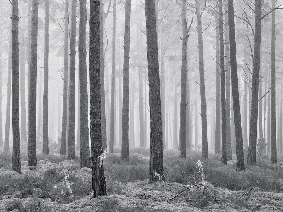 Mistyv Mono Woods archival giclée print by Ian Cameron