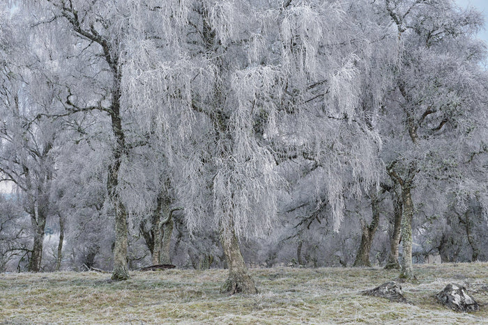 Nethy Bridge Copse archival giclée print by Ian Cameron