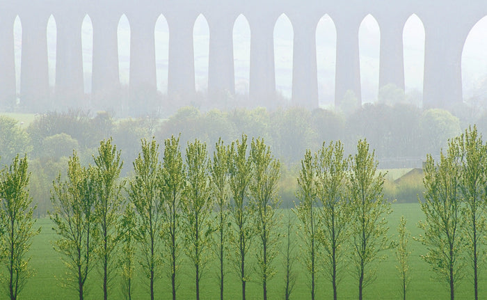 Poplar-Echos archival giclée print by Ian Cameron