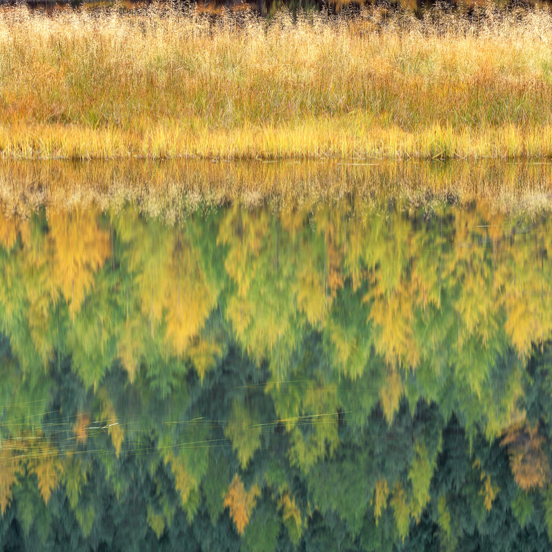 Sedge and Fir archival giclée print by Ian Cameron