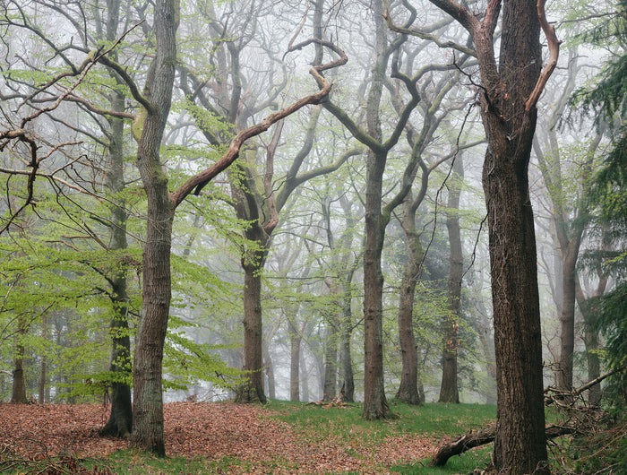 Spring-Mist-Oak-Wood archival giclée print by Ian Cameron