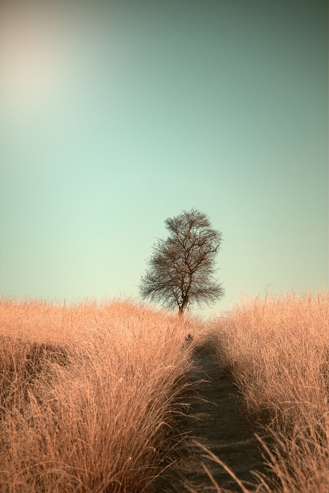 Grass and Path archival giclée print by Jaap van den Helm