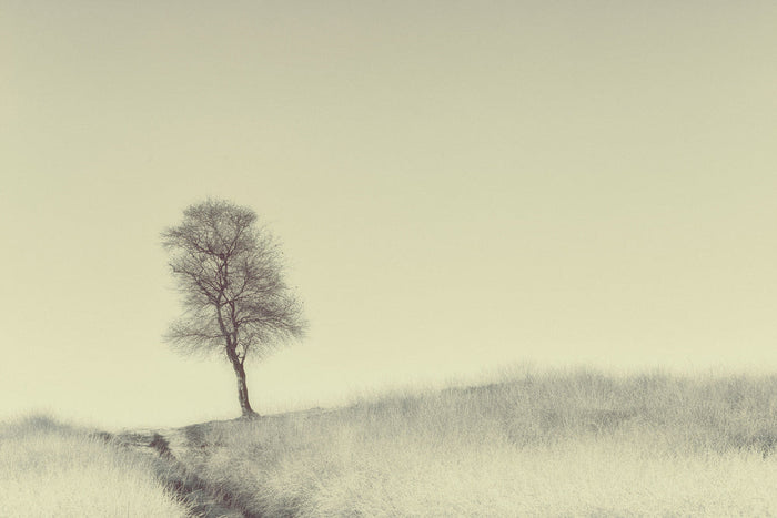 Solitary Hillside Tree archival giclée print by Jaap van den Helm