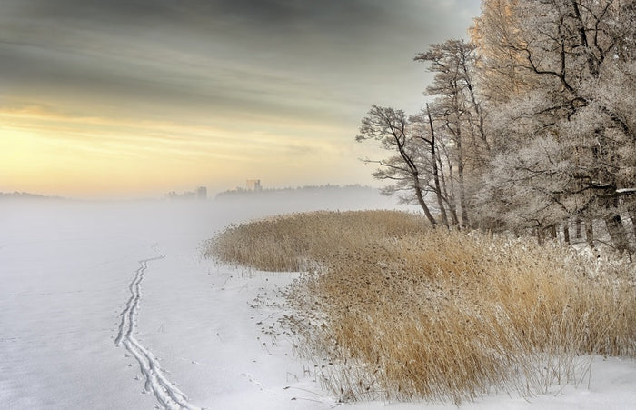 Golden Winter Reeds archival giclée print by Keijo Savolainen