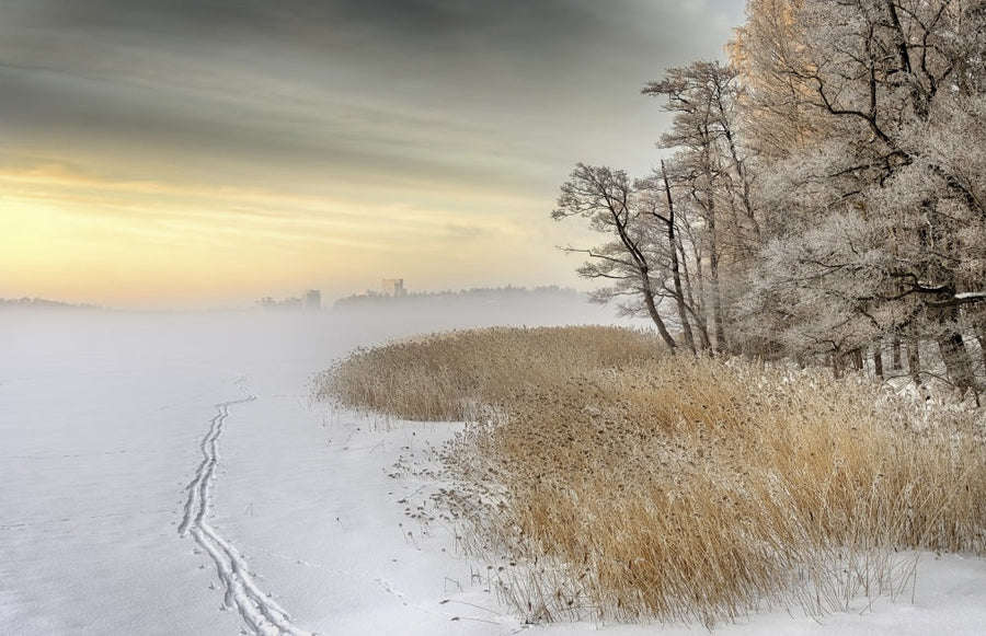 Golden Winter Reeds archival giclée print by Keijo Savolainen