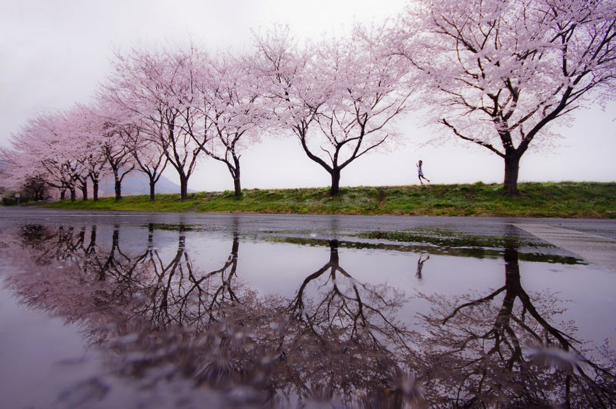 Cherry Blossom Run archival giclée print by Kouji Tomihisa