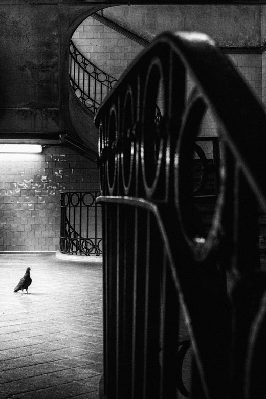 Big bird in a small Cage archival giclée print by Laura Mexia