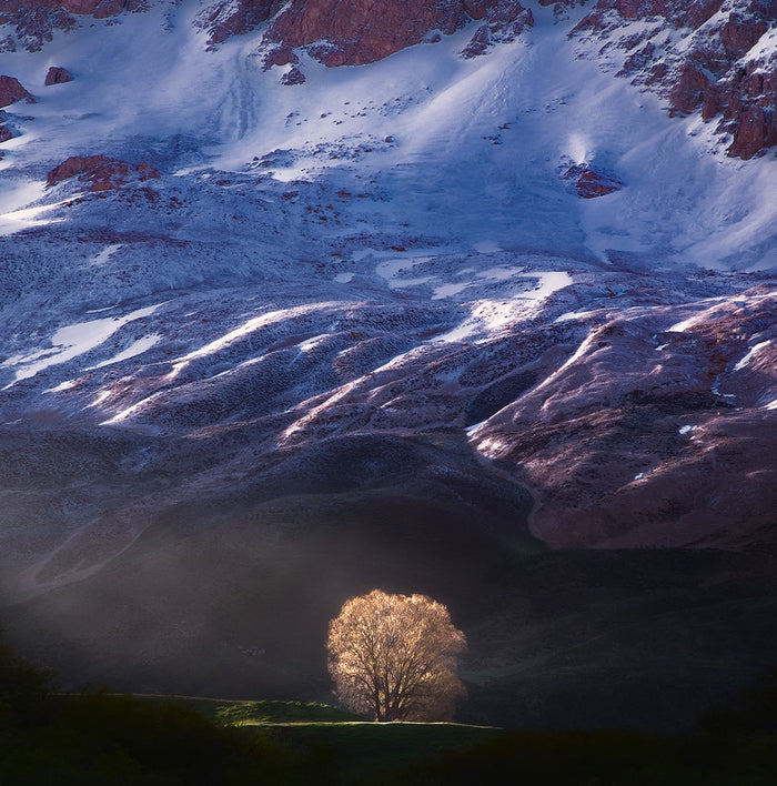 Golden Light and the Tree Alone archival giclée print by Majid Behzad