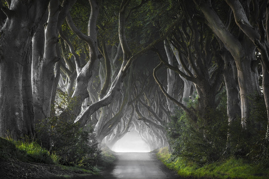 Mysterious Tree Tunnel archival giclée print by Nicola Molteni