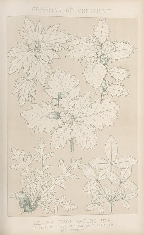 Leaves from Nature No. 5 by Owen Jones