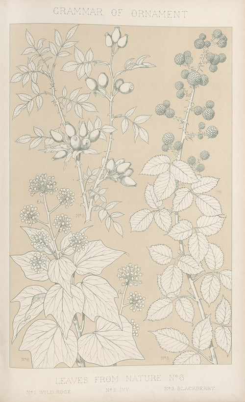 Leaves from Nature No. 6 by Owen Jones