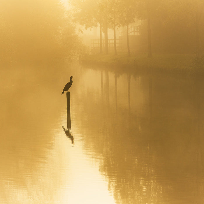 Misty Golden Cormorant archival giclée print by Piet Haaksma