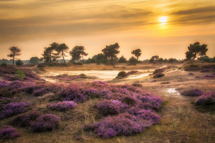 Purple Heather Sunset archival giclée print by Piet Haaksma