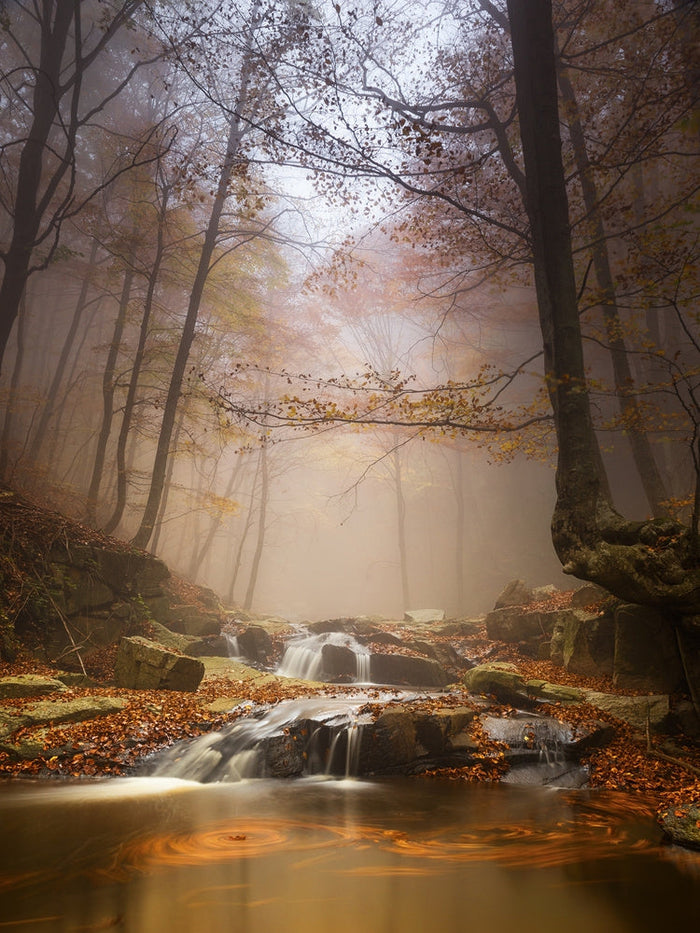 Misty Autumn Forest Stream archival giclée print by Ramon M. Covelo