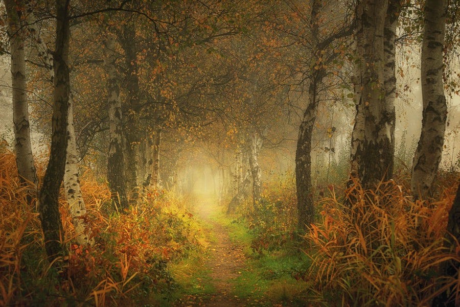 Misty Autumn Forest Path archival giclée print by Saskia Dingemans