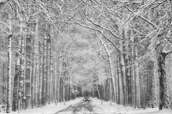 Winter Tree Lined Road archival giclée print by Saskia Dingemans