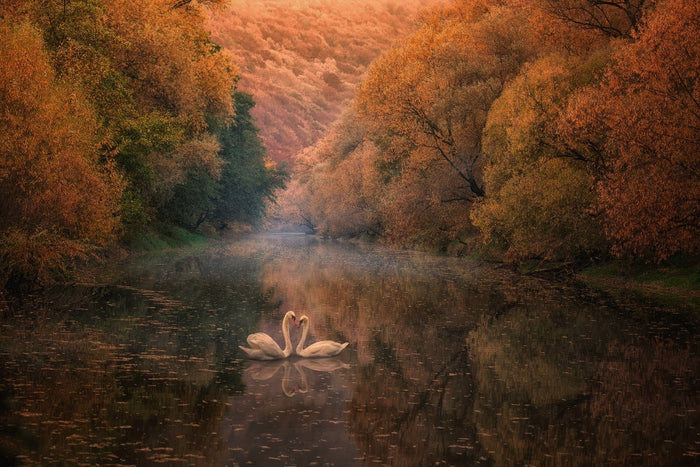 Romantic Autumn Swans archival giclée print by Stanislav Hricko