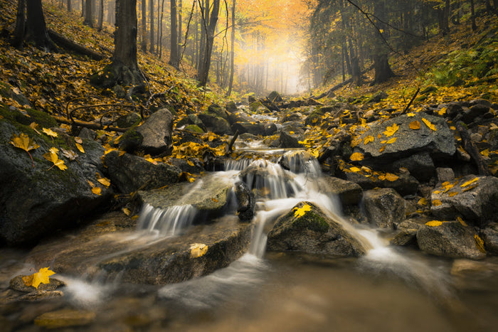 Autumn Stream archival giclée print by Stefan Hefele