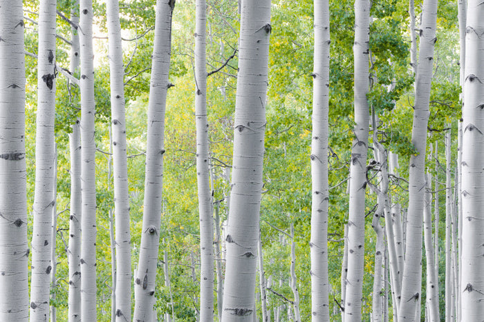 Birch Forest archival giclée print by Stefan Hefele