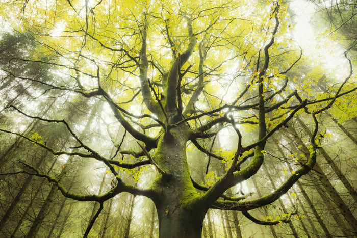 The Dream Tree archival giclée print by Stefan Hefele