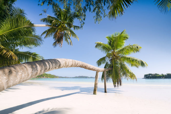 Tropical Palm archival giclée print by Stefan Hefele