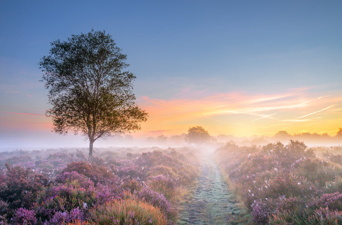 Heath at Dawn by Steve Docwra