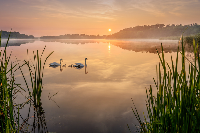 Swan Lake Dawn by Steve Docwra