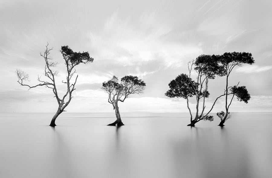 Serene Water Trees archival giclée print by Steven Fudge