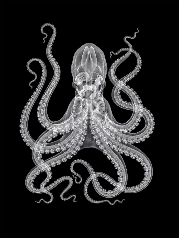 X-rated Octopus in Reverse by Tim Wallace