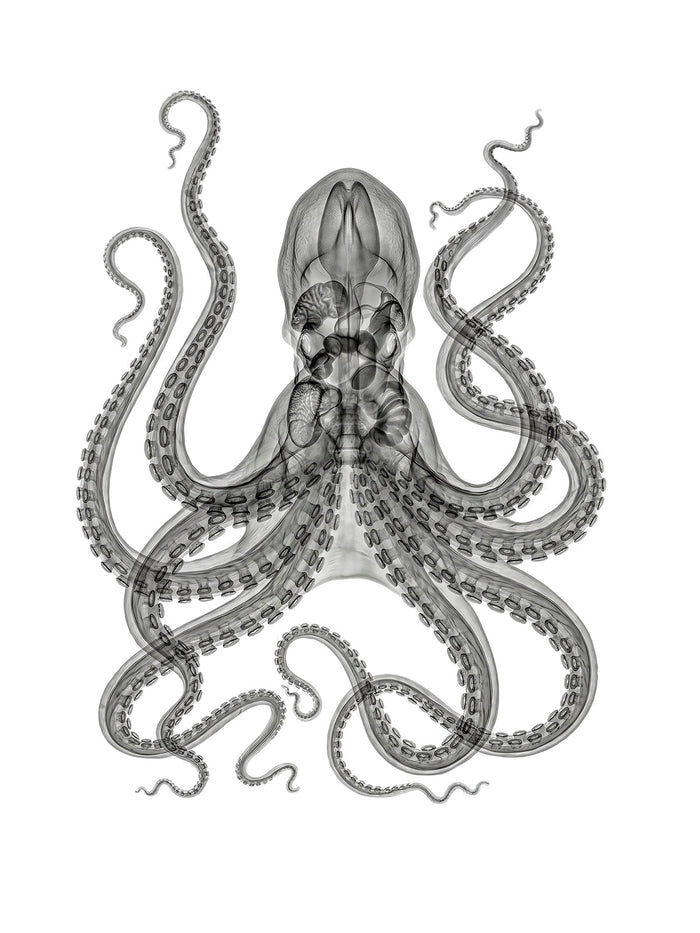 X-rated Octopus by Tim Wallace