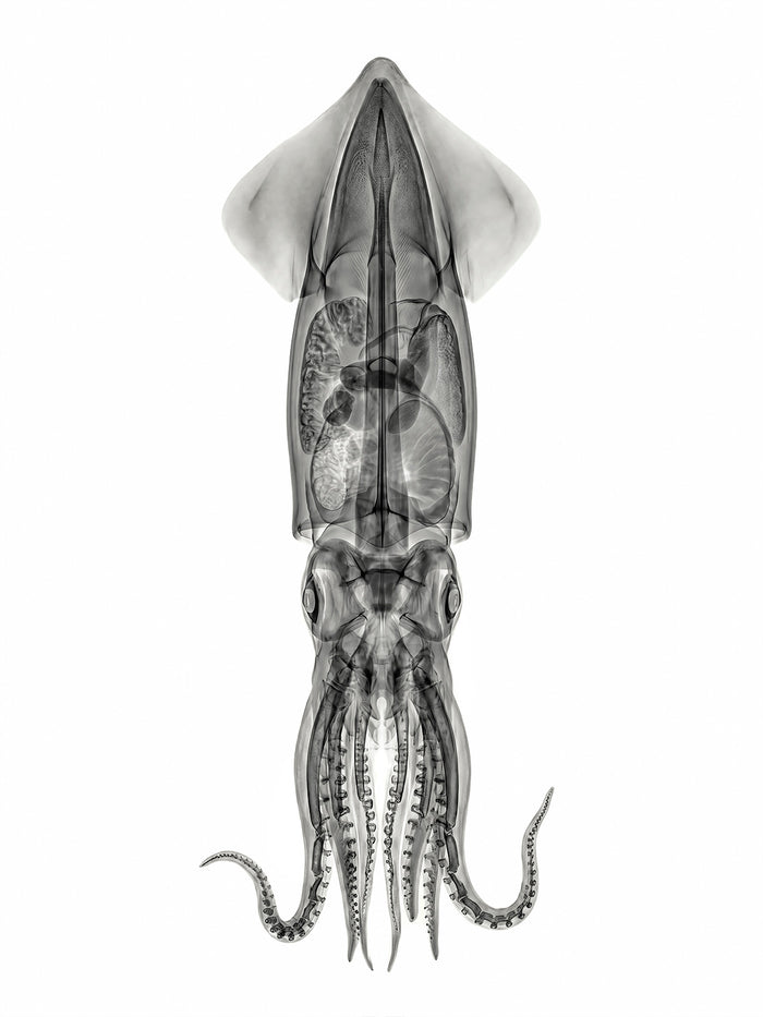 X-rated Squid by Tim Wallace