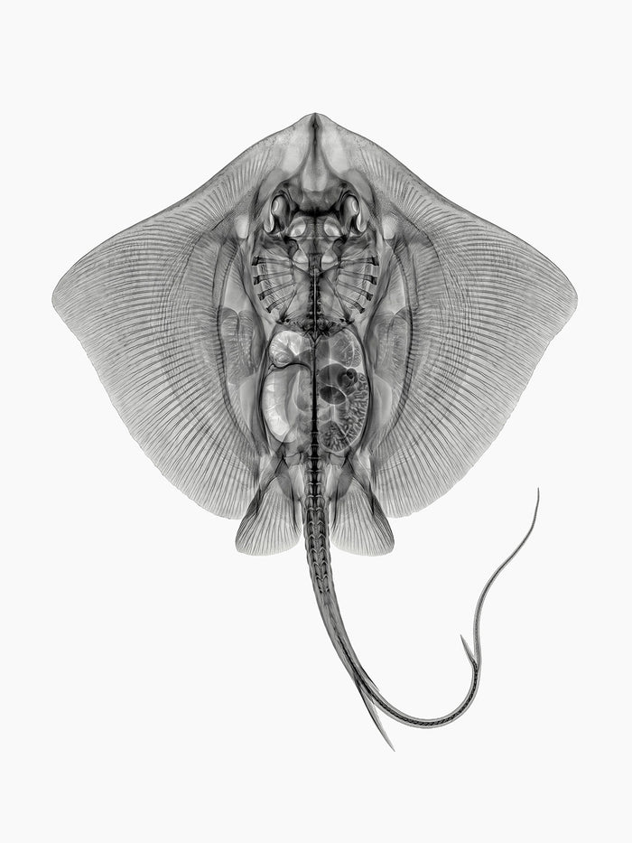 X-rated Stingray by Tim Wallace