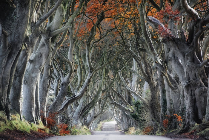 Enchanted Tree Tunnel archival giclée print by Trevor Cole