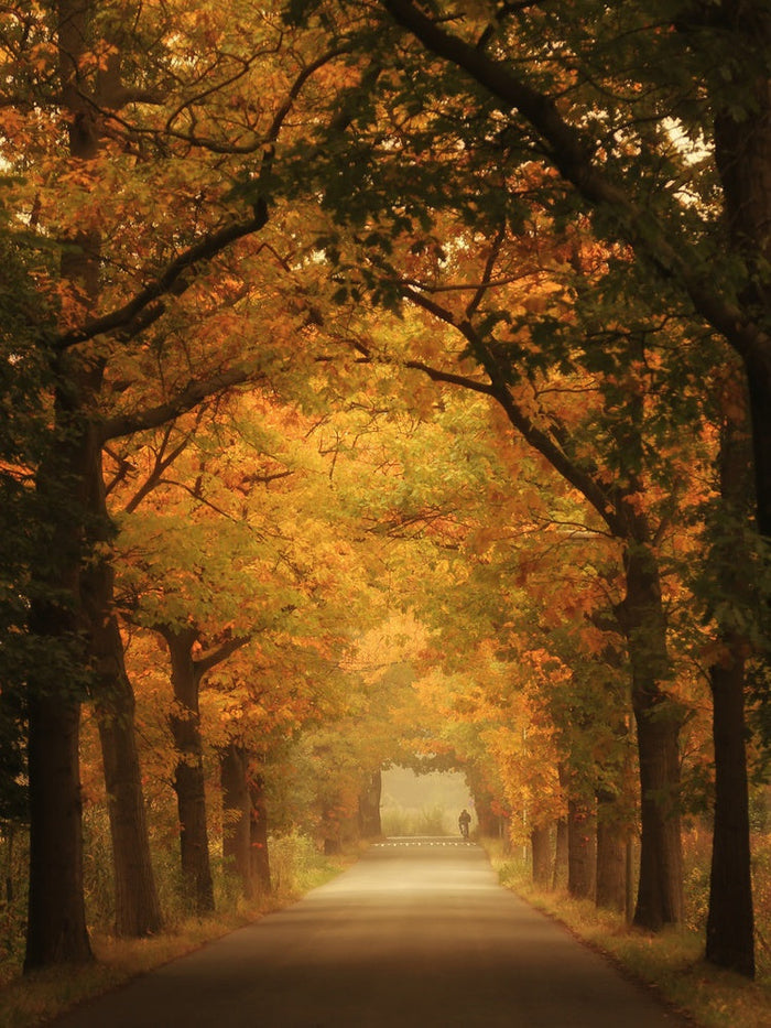 Misty Autumn Road archival giclée print by Vincent Croce