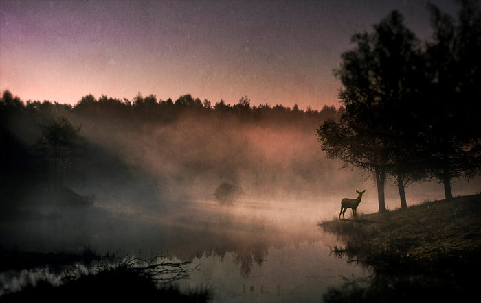 Misty Morning Deer archival giclée print by Wim Schuurmans